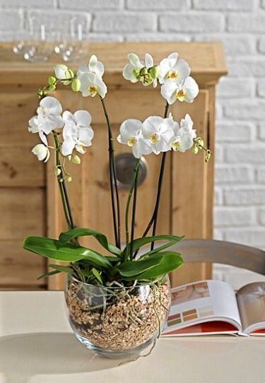 orchidee-1-1-2